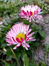 Close-up of pink flower