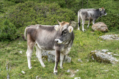 Cow standing in a farm