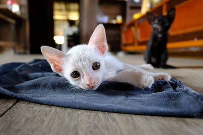 Portrait of cat lying on floor