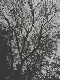 Low angle view of bare trees against sky