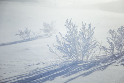 Snow covered land and trees against sky