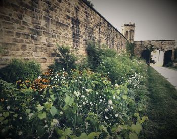 Plants growing in front of built structure