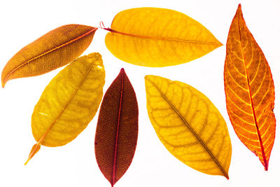 Close-up of autumnal leaves against white background