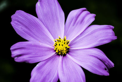 Close-up of purple cosmos flower blooming outdoors