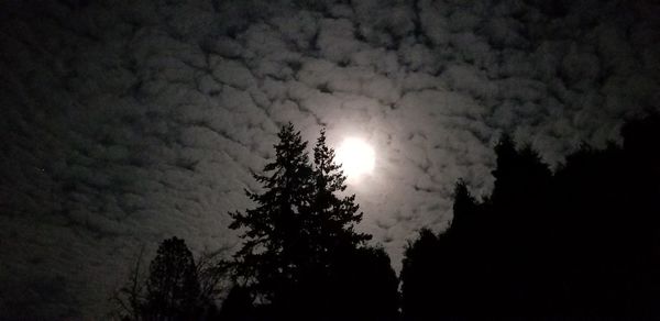 Low angle view of tree against sky at night