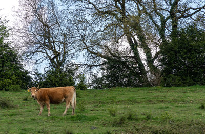 View of a horse on field