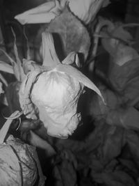 Close-up of rose blooming outdoors