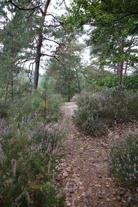 Footpath amidst trees in forest