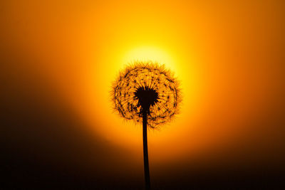 Silhouette of dandelion against orange sky