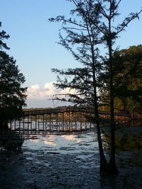 Reflection of trees in water