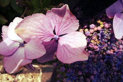 Close-up of pink flower