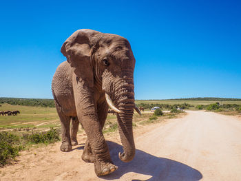 Elephant standing on road against clear blue sky