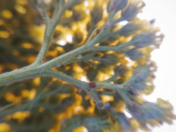 Close-up of snow on plant during winter