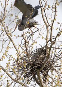 Low angle view of bird perching on tree