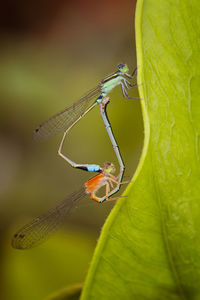 Close-up of damselfly on leaf