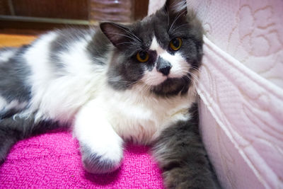 Close-up portrait of a cat