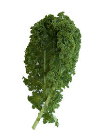 Close-up of green plant against white background