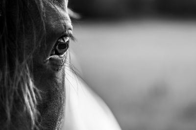 Close-up of horse eye