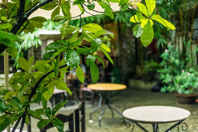 Close-up of potted plant on table in yard