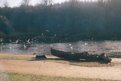 Scenic view of lake in forest