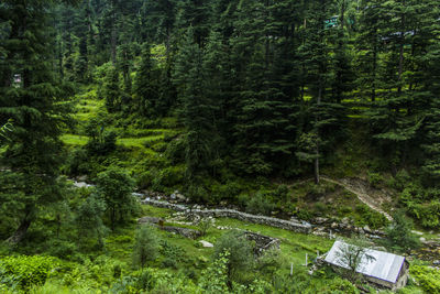 Pine trees in forest