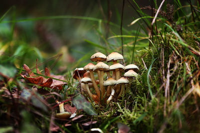 Close-up of mushroom growing on field