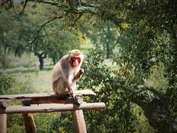 Portrait of monkey sitting on tree