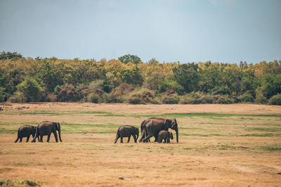 Elephants on field