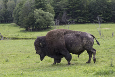Huge american bison seen in profile walking on grass with trees in the background