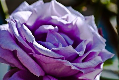 Close-up of rose blooming