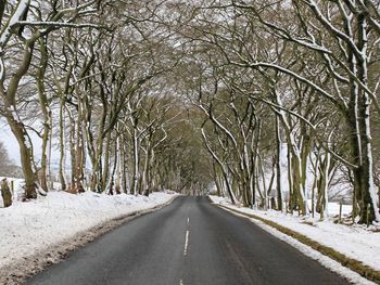 Road amidst bare trees