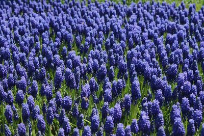 Full frame shot of purple flowering plants on field