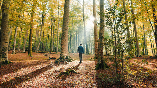 Rear view of man walking in forest