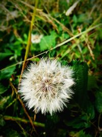 Close-up of dandelion flower on field