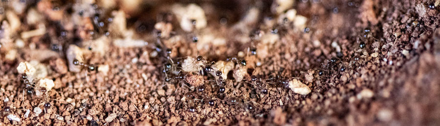 Full frame shot of dry plants on field