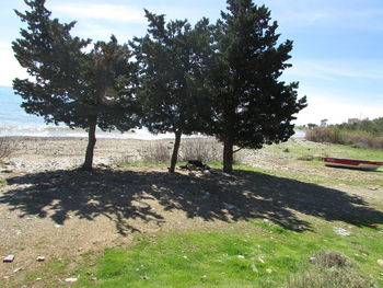 Trees on field against sky