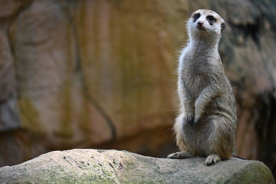 View of an meerkat sitting on rock