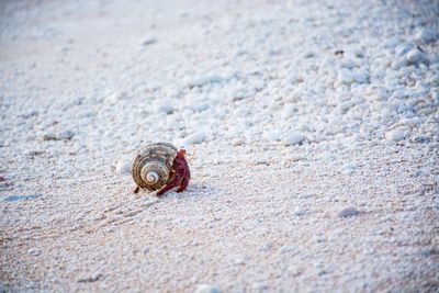 Close-up of snail on sand