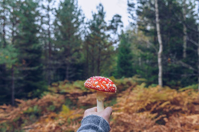 Close-up of woman hand holding mushroom