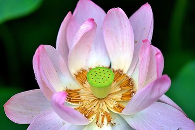 Close-up of pink water lily