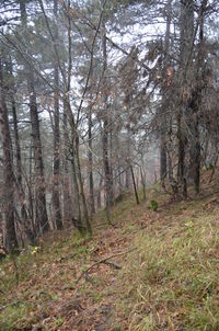 Trees in forest