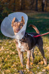 Dog running on field in procetive collar