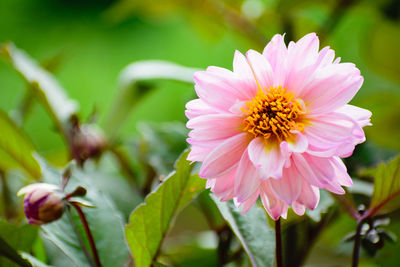 Close-up of pink flower blooming outdoors