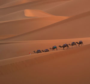 Man with camels walking in desert