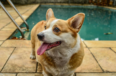 Close-up of dog sitting outdoors