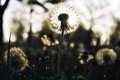 Close-up of wilted plant