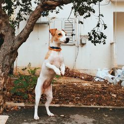 Dog rearing up against house