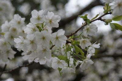 Close-up of white cherry blossom tree