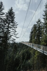 View of bridge in forest against sky