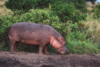 Hippopotamus standing on field